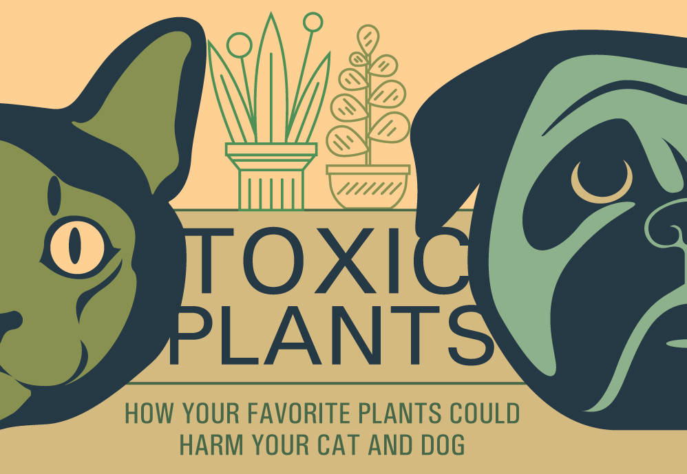 Toxic Plants - How Houseplants Can Harm Pets