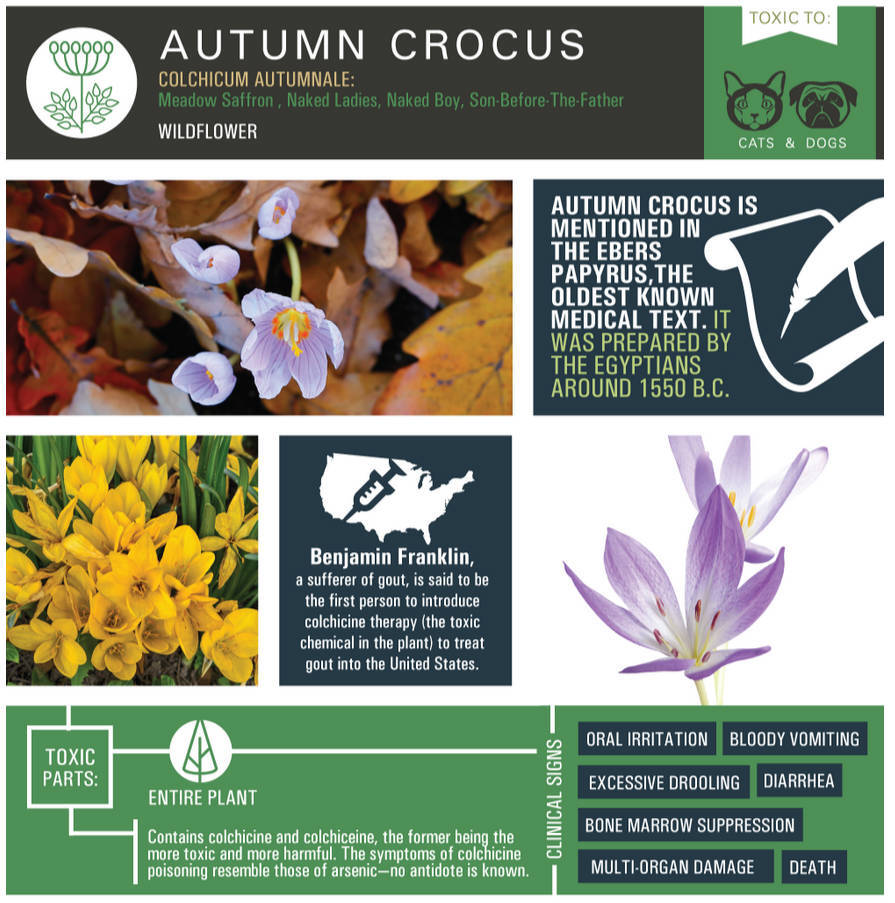Autumn Crocus (Colchicum autumnale)