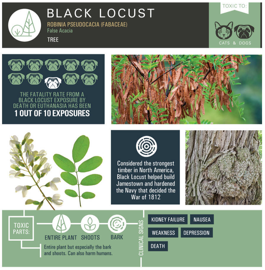 Black Locust (Robinia pseudoacacia)