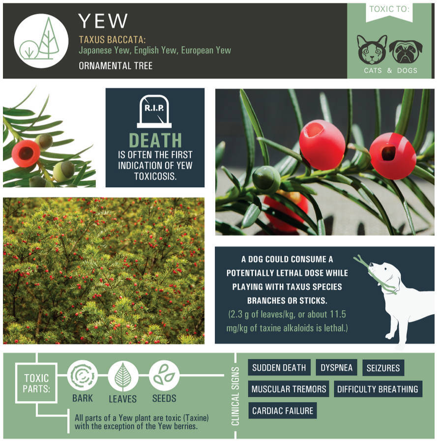 Yew (Taxus species)