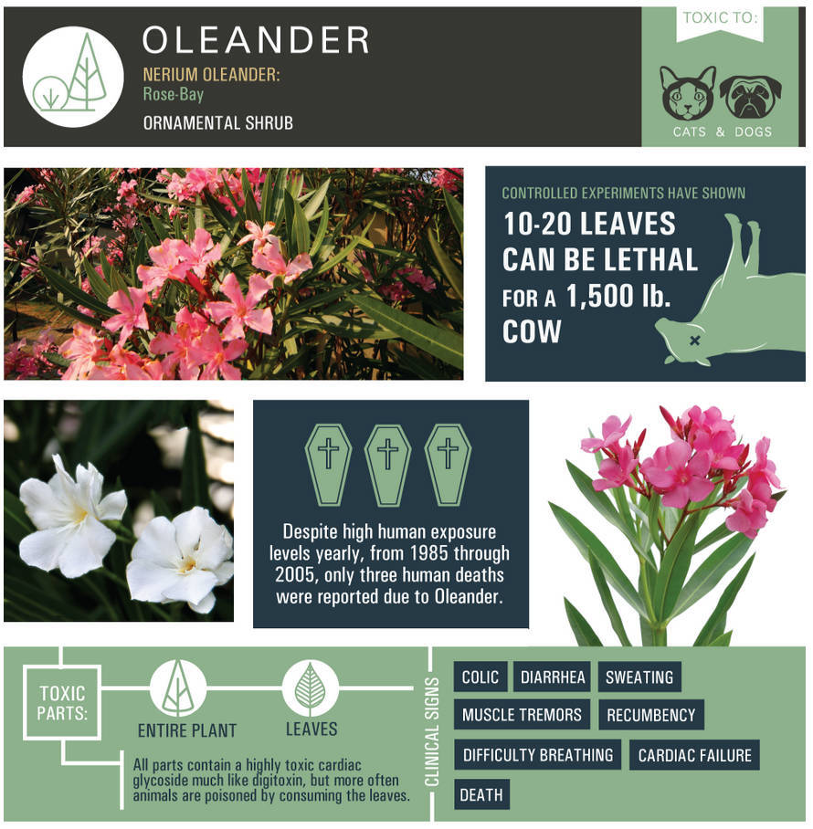Oleander