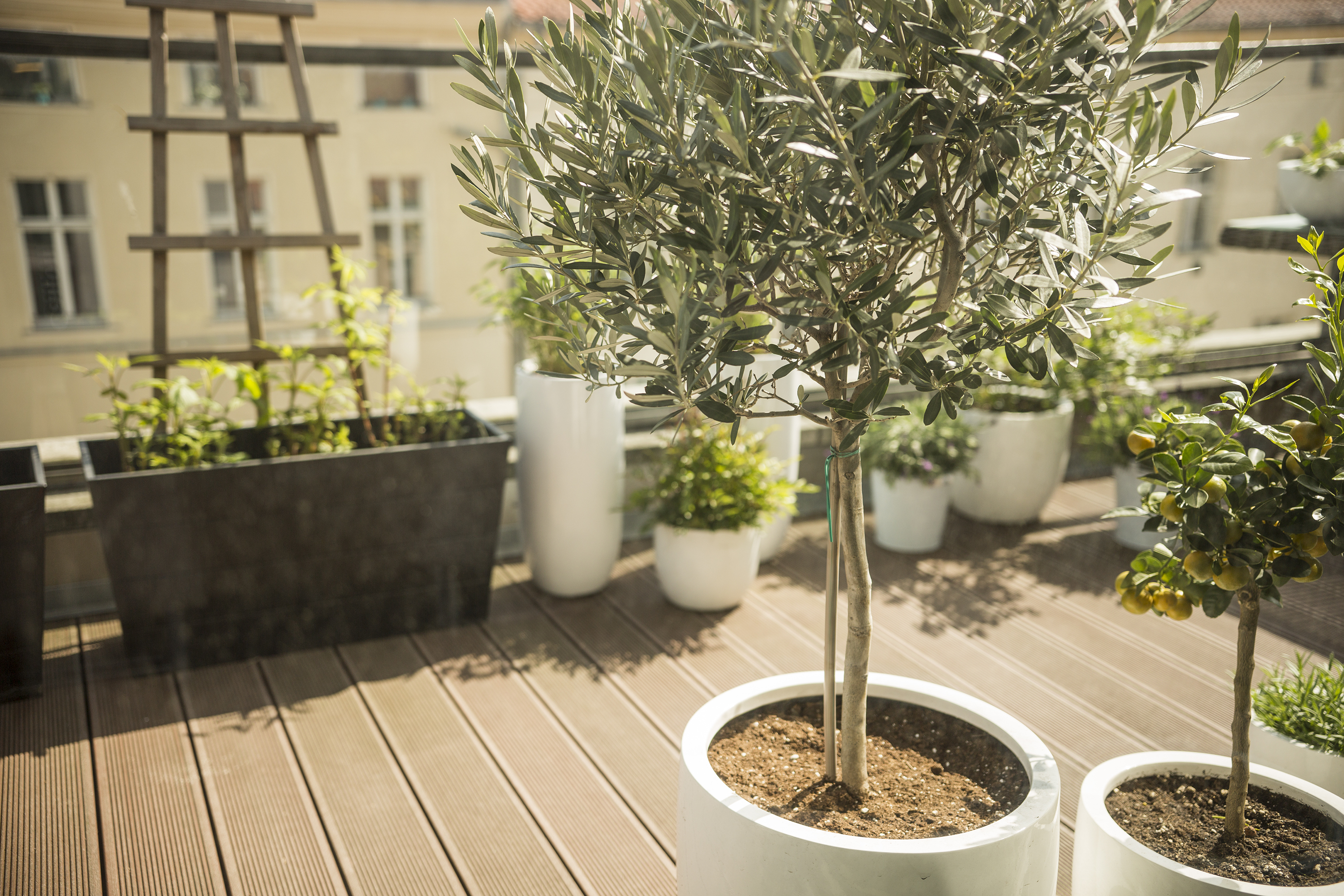 3 of the Best Trees for Containers