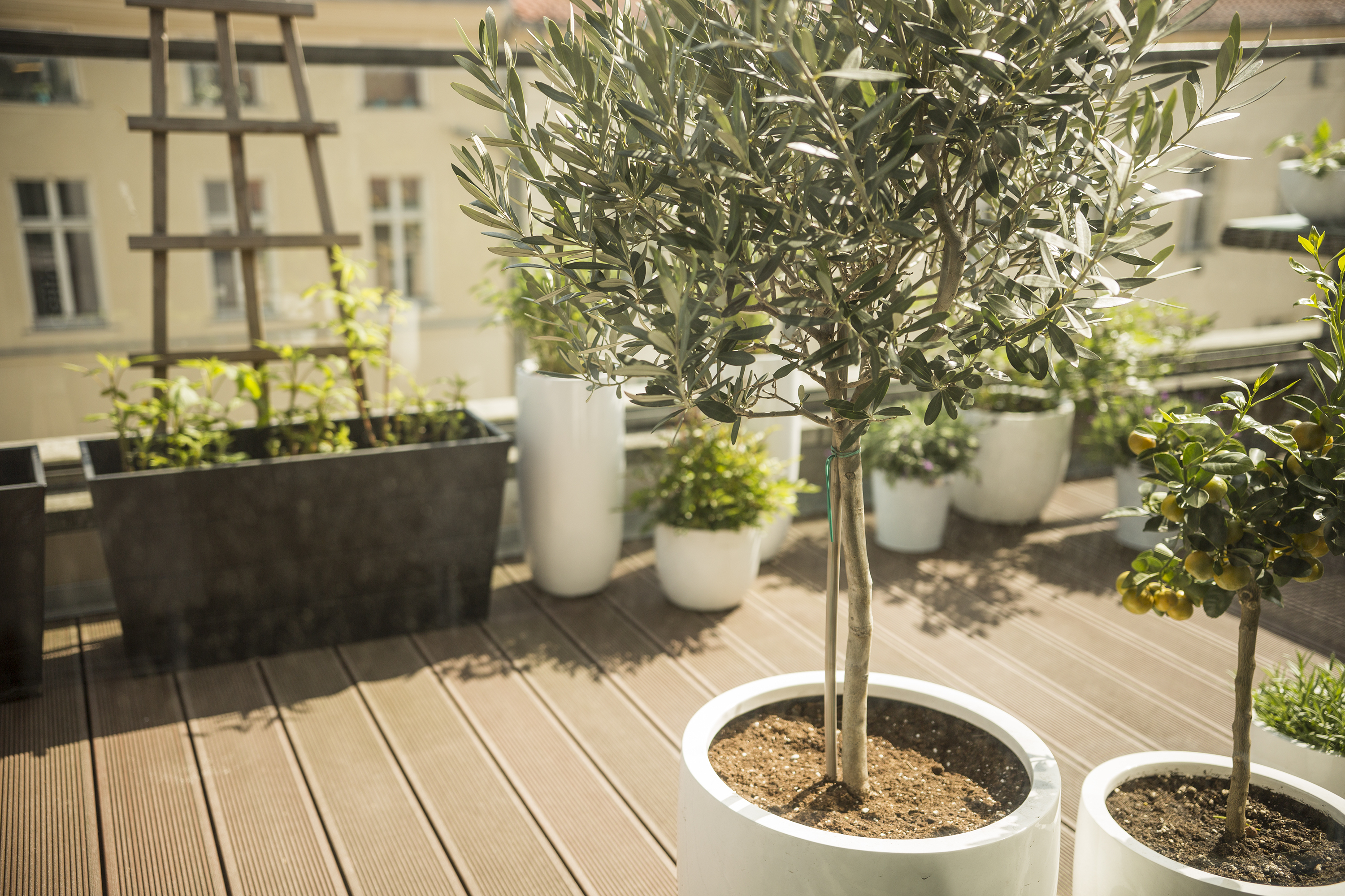 Trees shop for containers