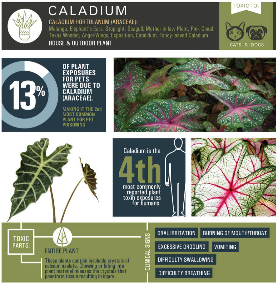 Caladium (Elephant Ear, Angel Wings)