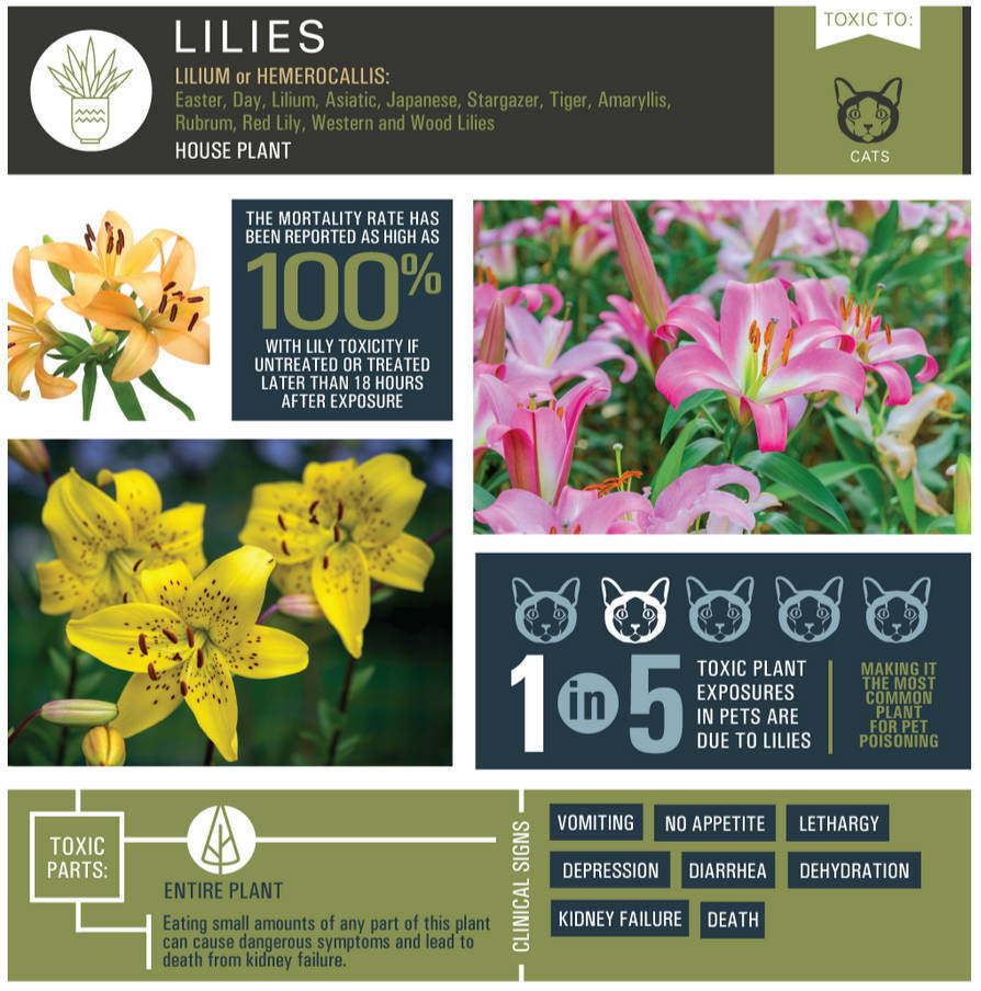 Lilies (Lilium species)
