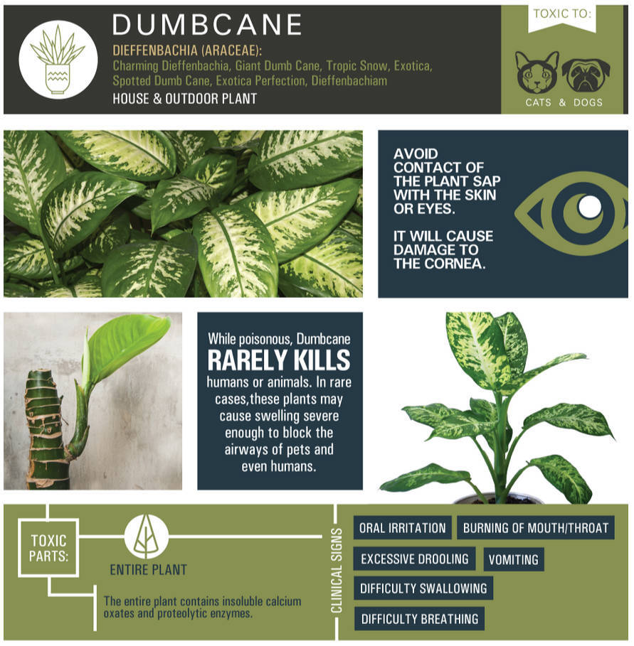 Dumbcane (Dieffenbachia)
