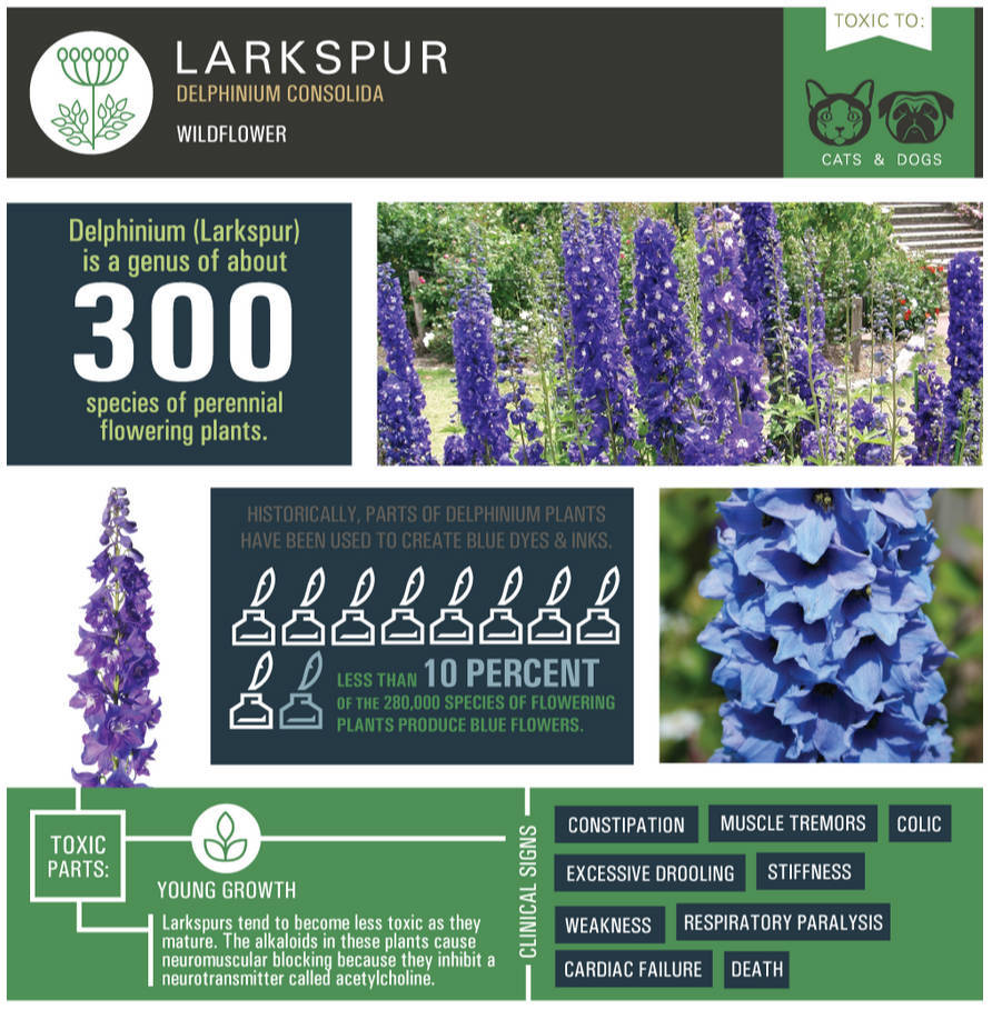 Larkspur