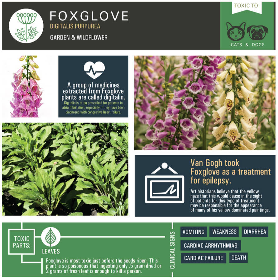 Foxglove (Digitalis purpurea)