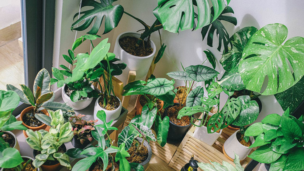 A room featuring an abundance of potted plants