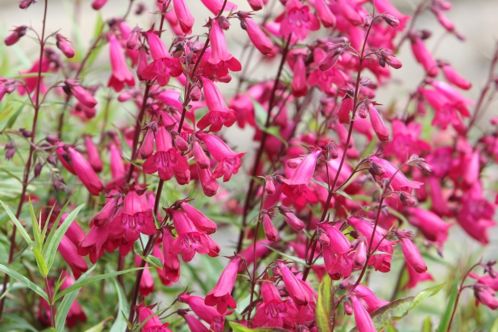 Firecracker Penstemon flowers. 