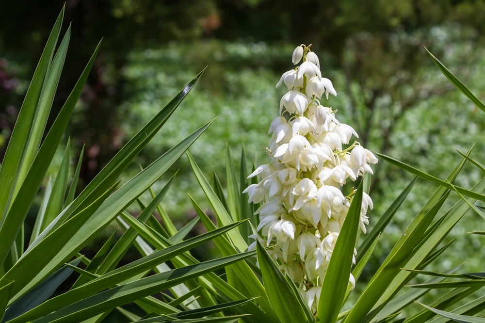 Yucca Gigantea in bloom. 