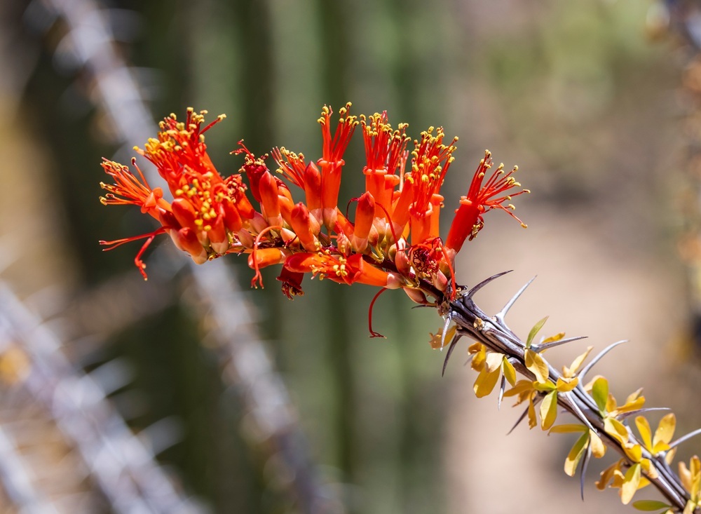 Ocotillo flowers in the desert climate of Arizona