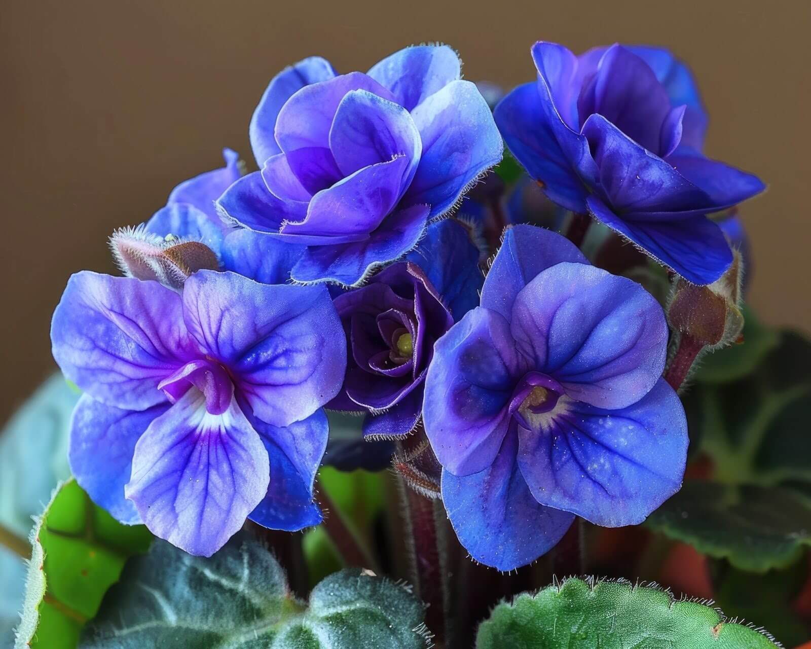 African Violet