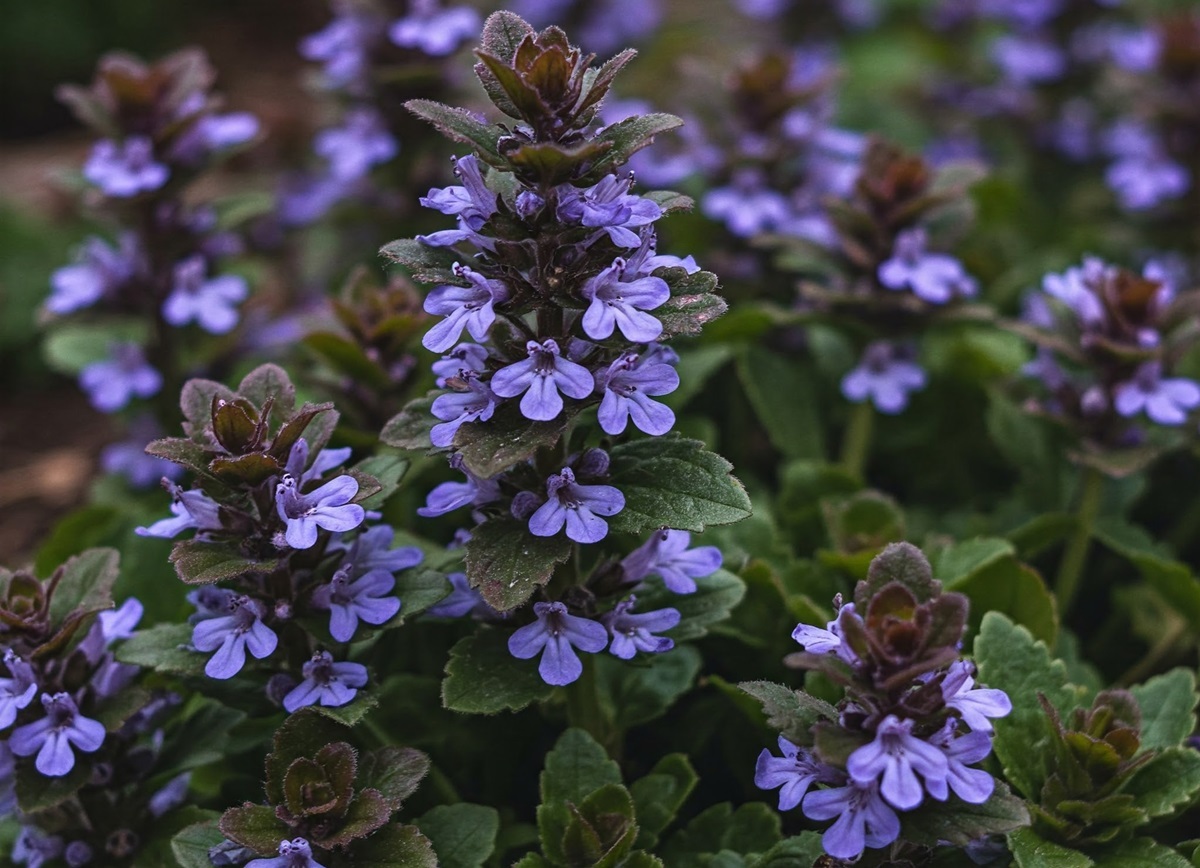 ajuga-reptans.jpg