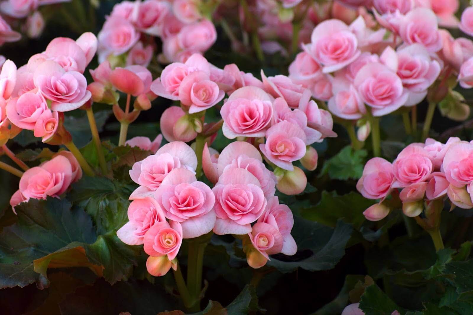 Begonia Plant