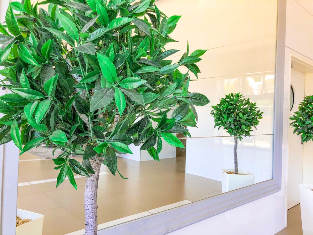 Best Office Plants for New Startups 1