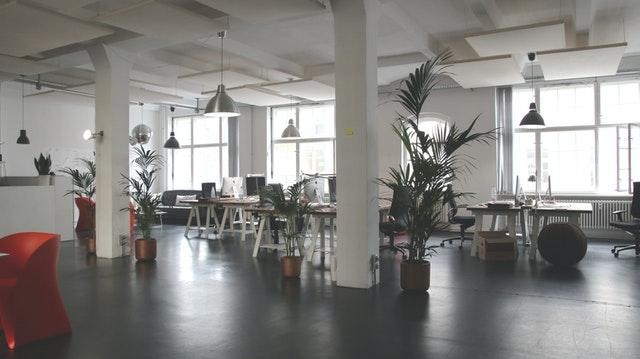 Best Office Plants for New Startups 2