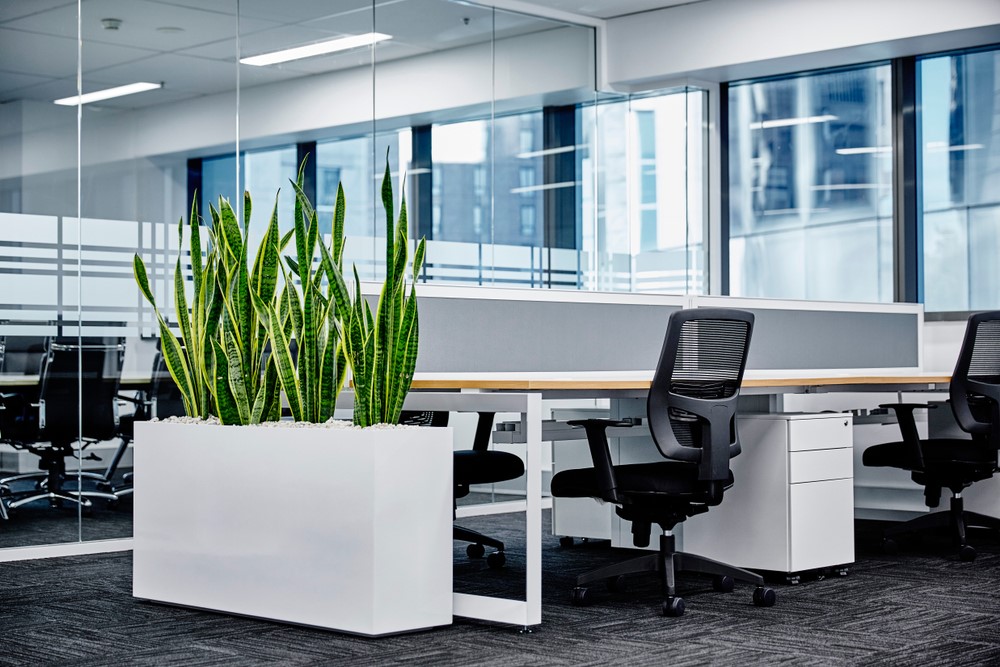 Best Office Plants for New Startups