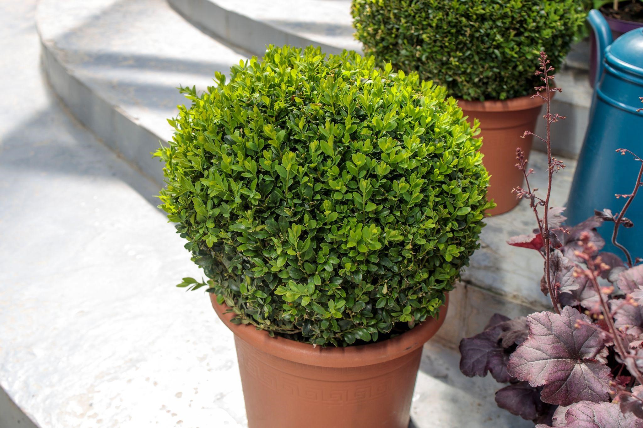 All Year Greenery 20 Best Evergreen Plants for Pots   Pots ...