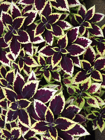 colored plant foliage