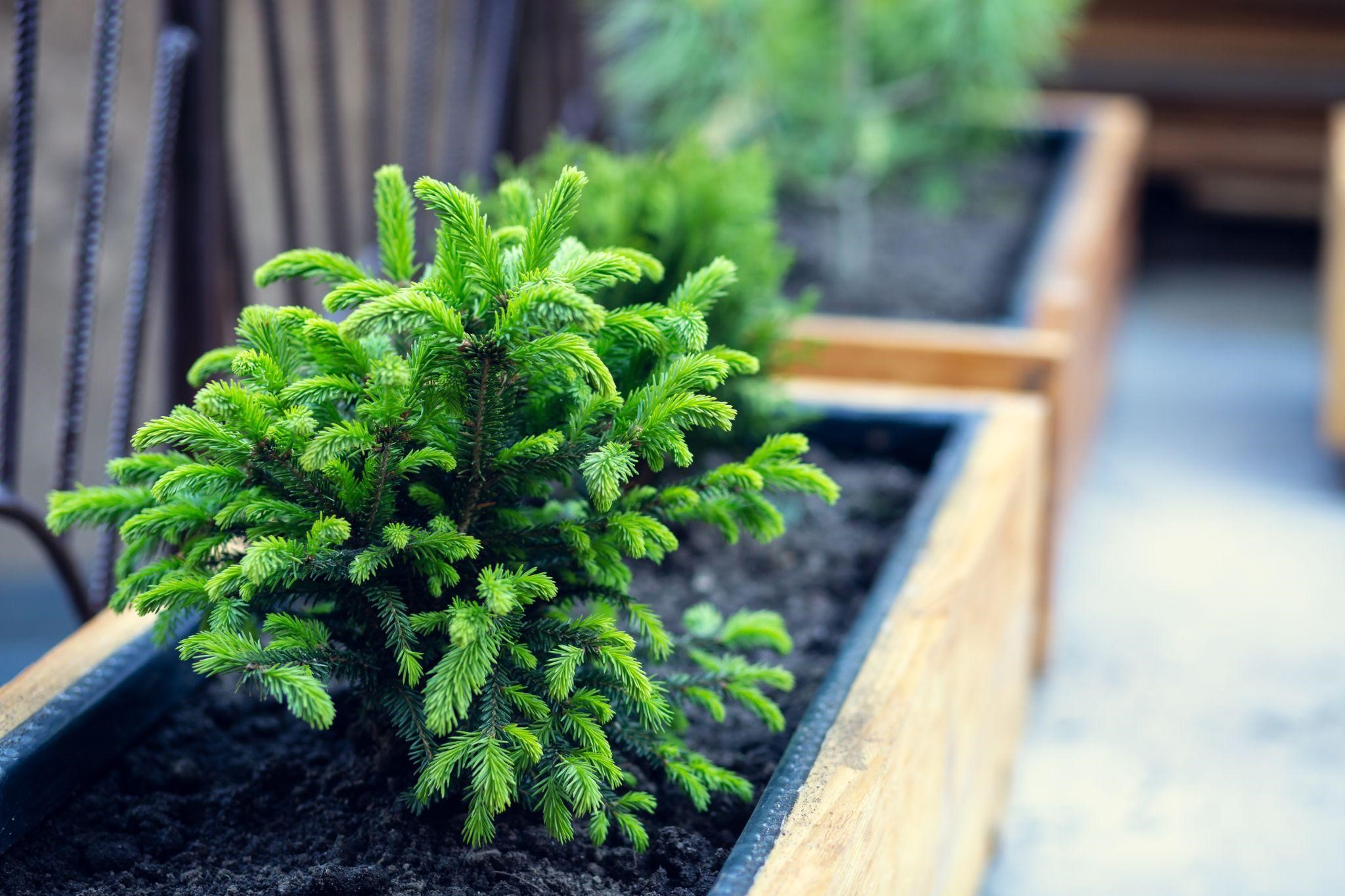 All-Year Greenery: 6 Best Evergreen Plants for Pots - Pots Planters & More