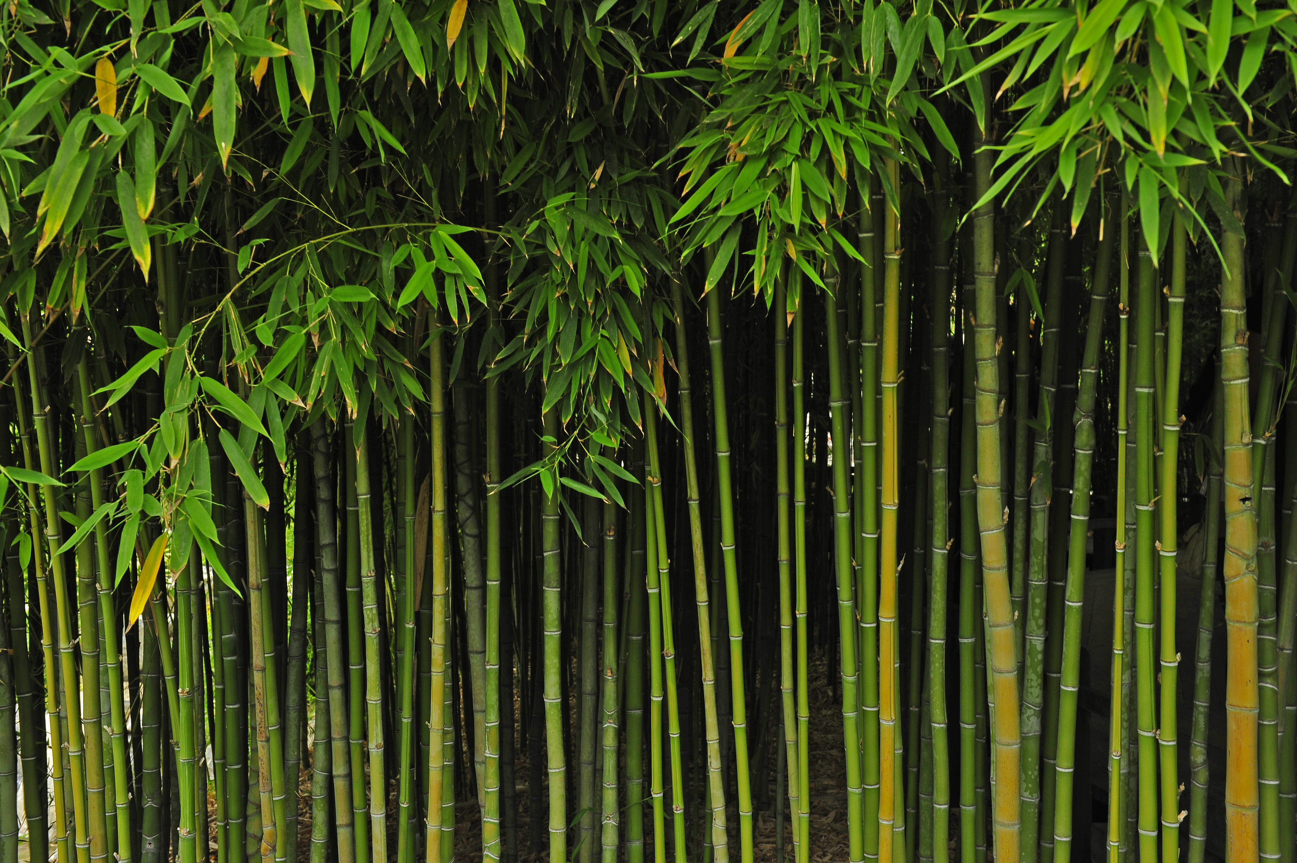 bamboo tree>
</p>
<p>
	Walled off and closed in, cubicles are not attractive places to work, and things are only getting worse. Office space is getting 
	<a href=