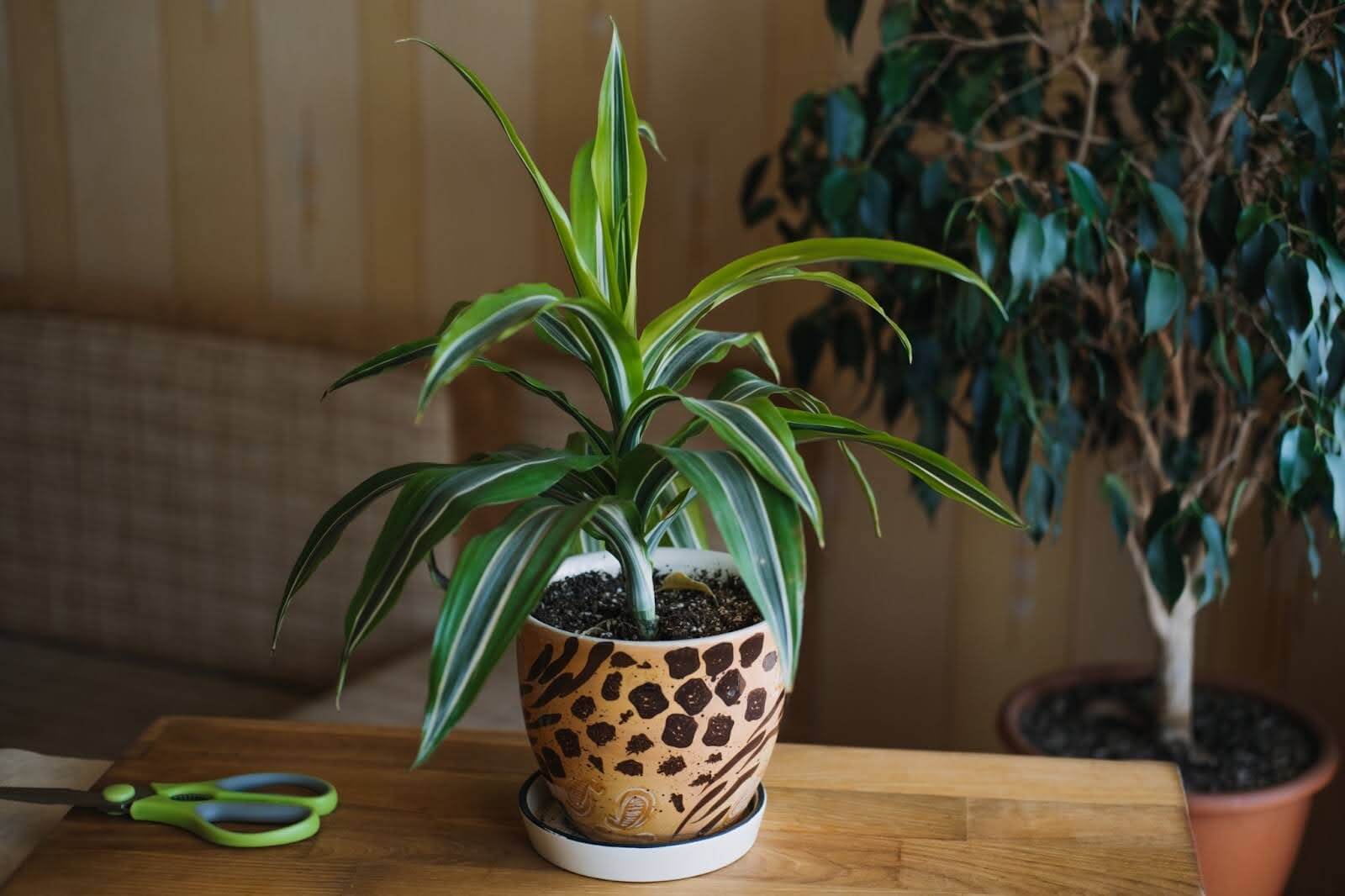 Dracaena houseplant