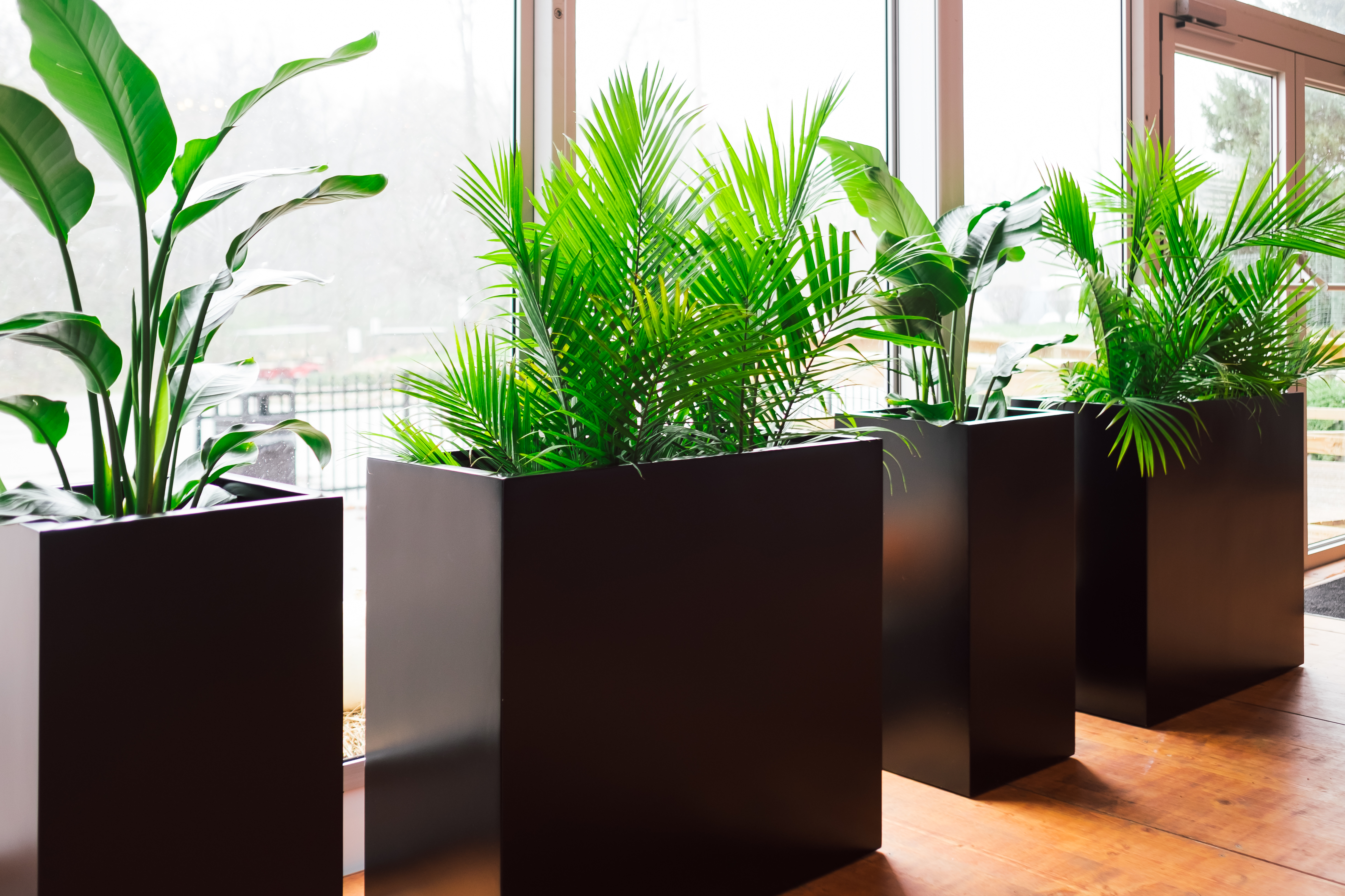 Potsdam Planters Lining A Window In A Storefront