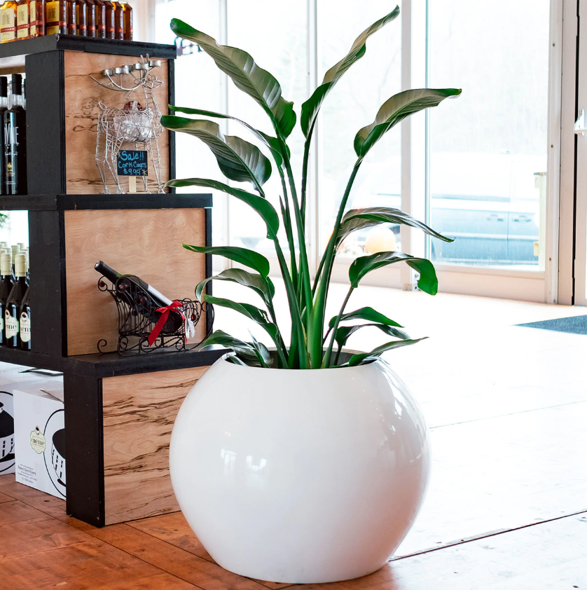 Best Indoor Plant Pots For Houseplants - Indoor Planters