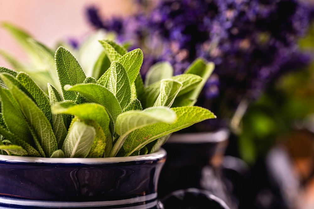 Garden sage (Salvia officinalis)