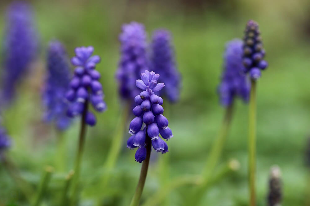 Grape hyacinth