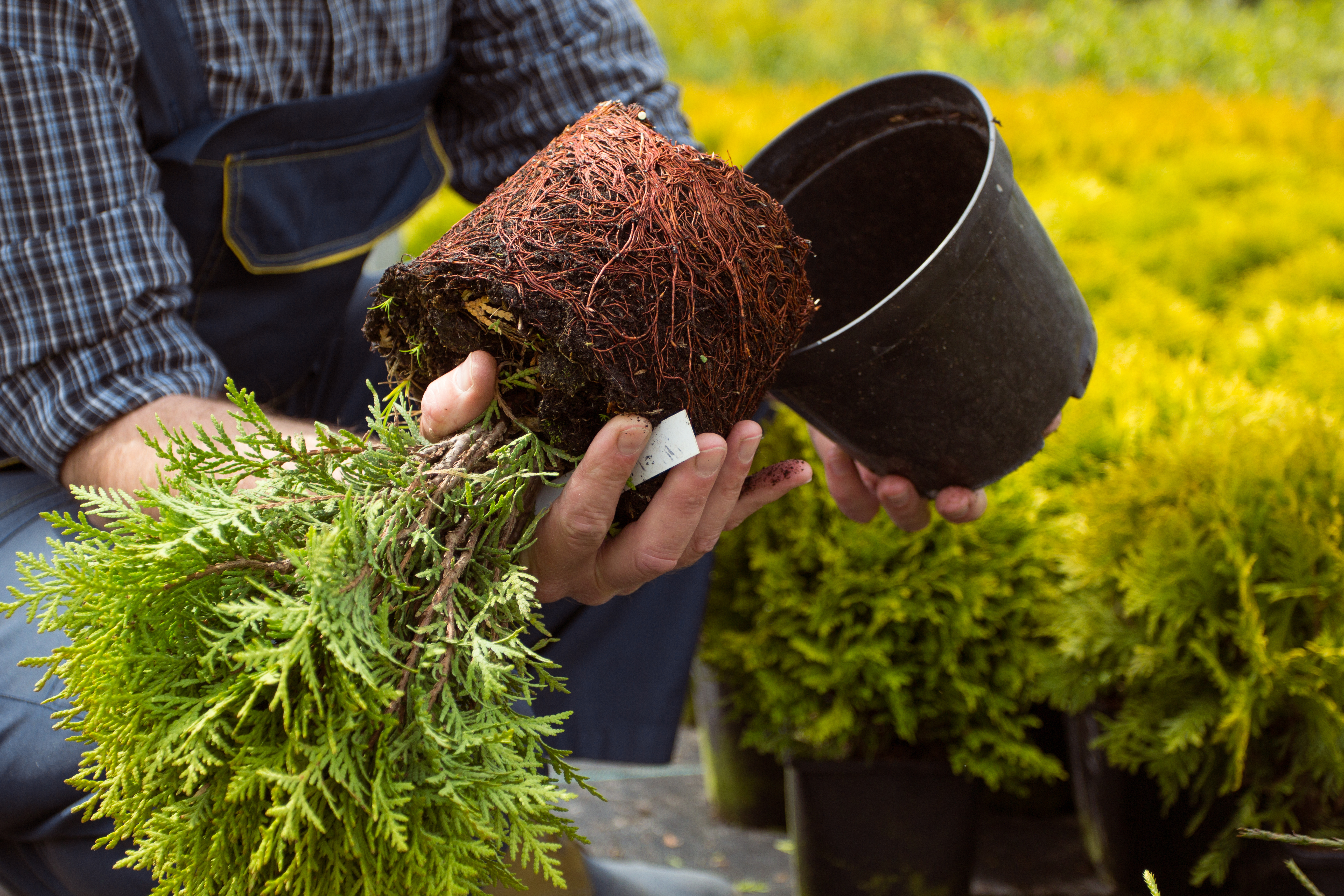 Self deals watering planters