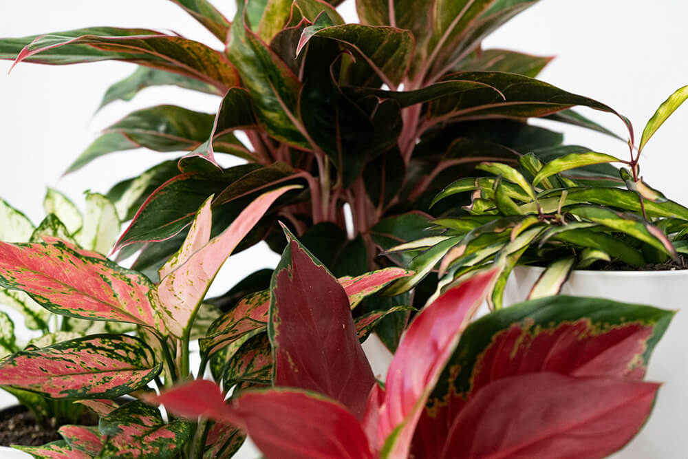 Hoya Plants