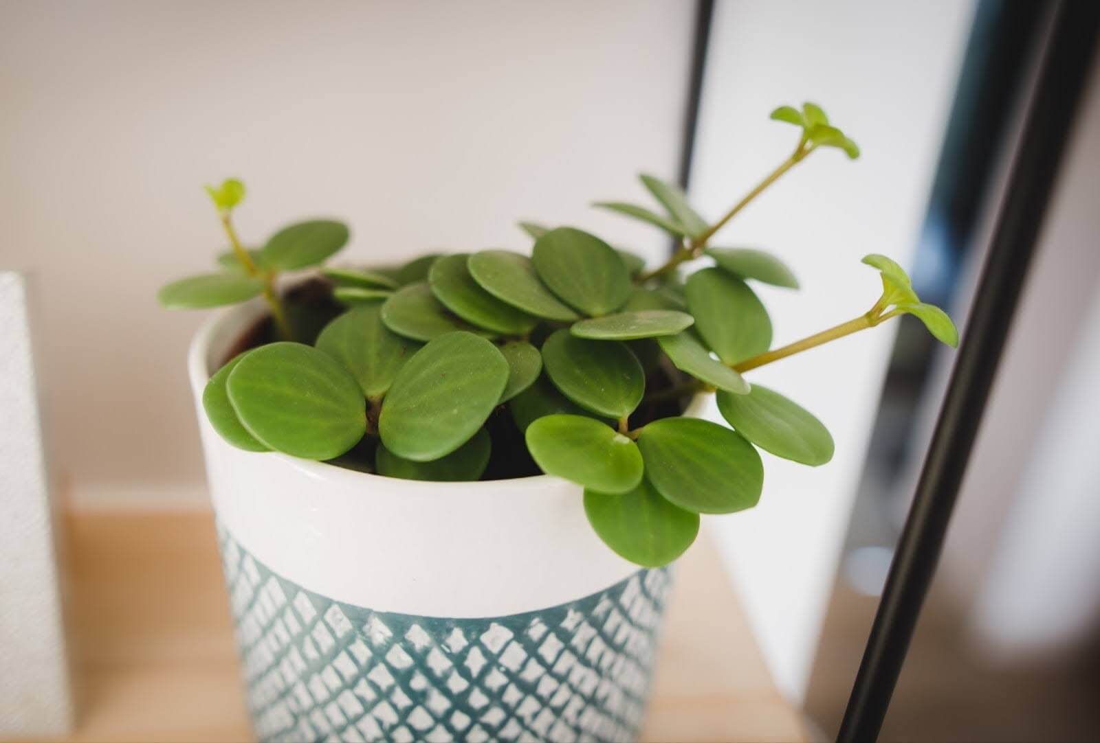 Trailing Jade Vine