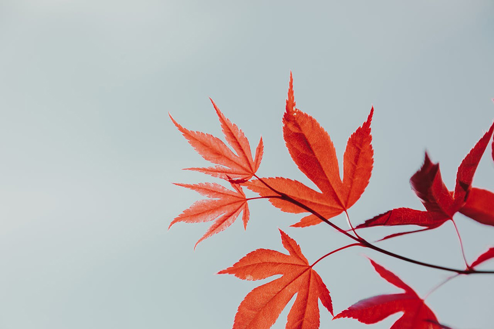 Japanese Maple (Acer japonicum)