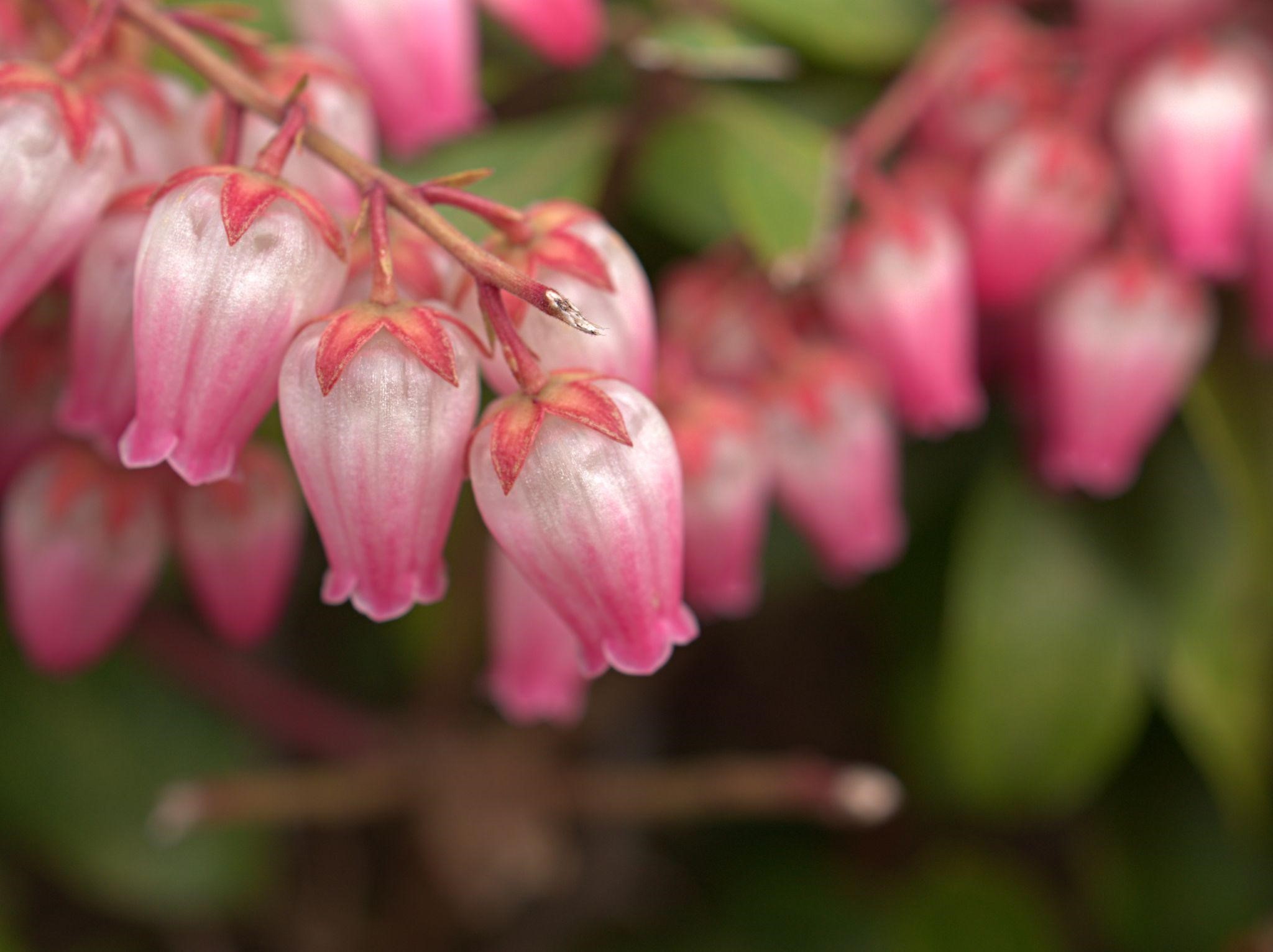 Japanese Pieris 