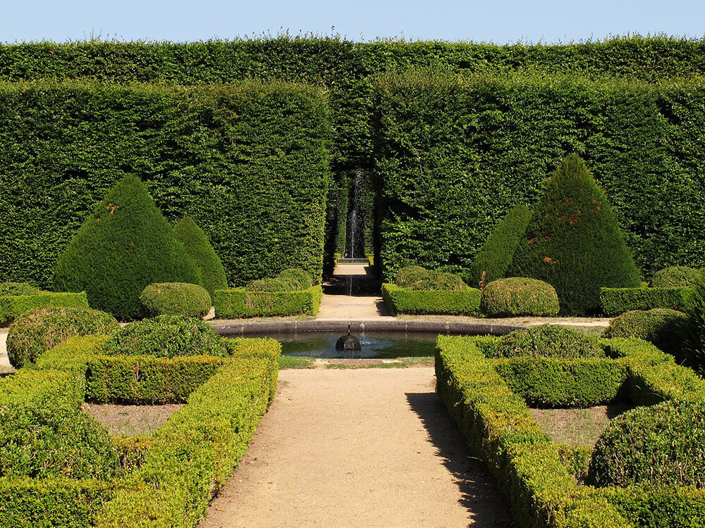 growing boxwood in planters