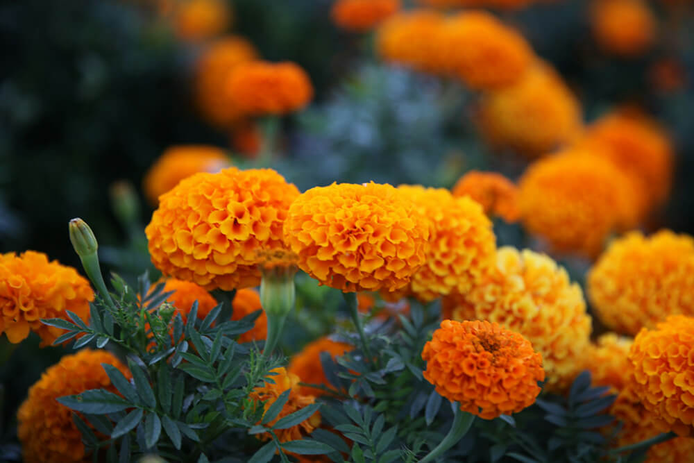 Orange marigolds