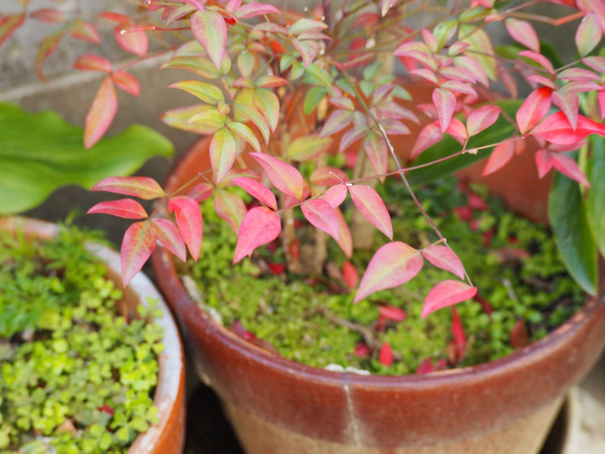 Nandina