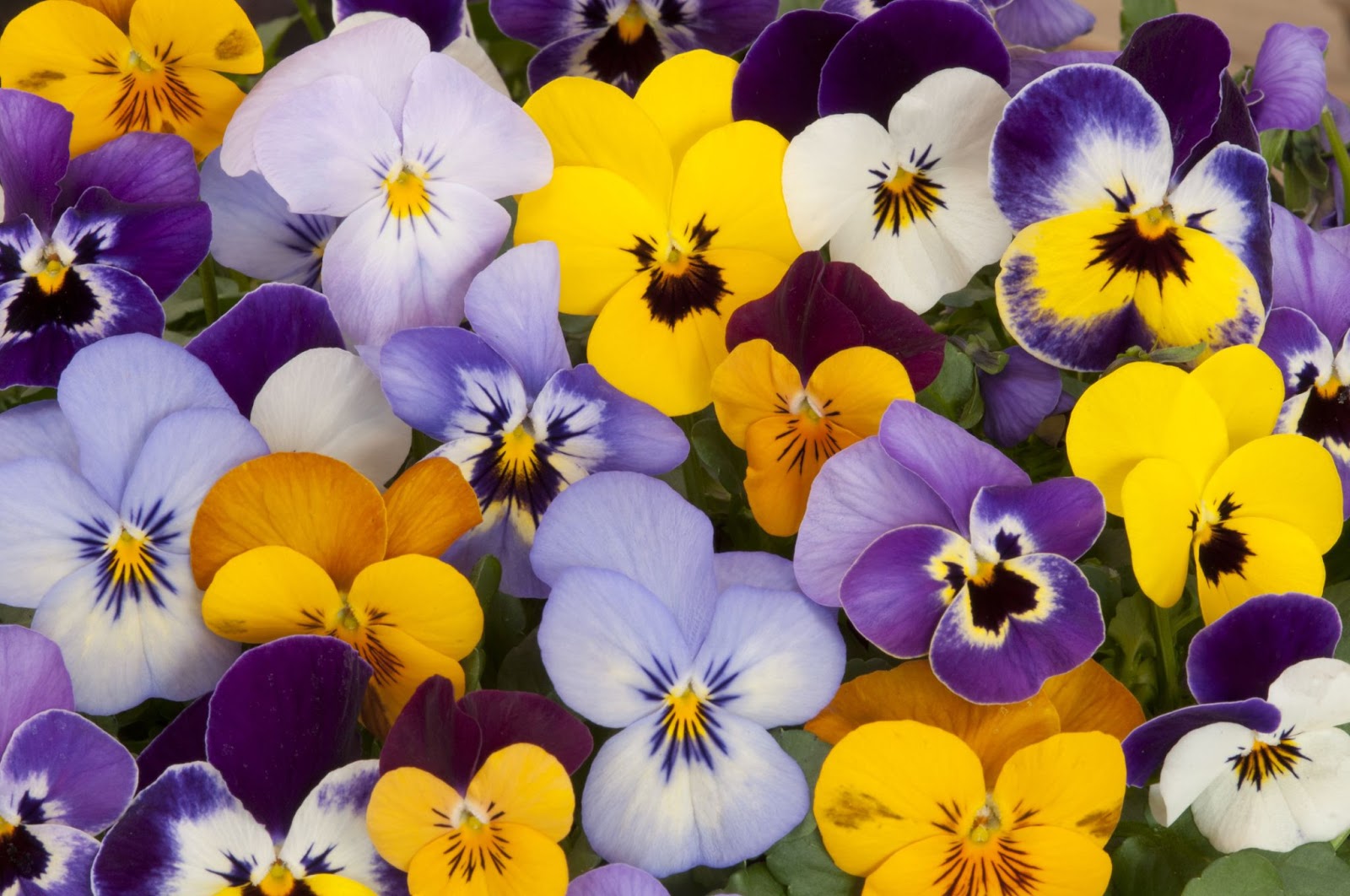 pansies