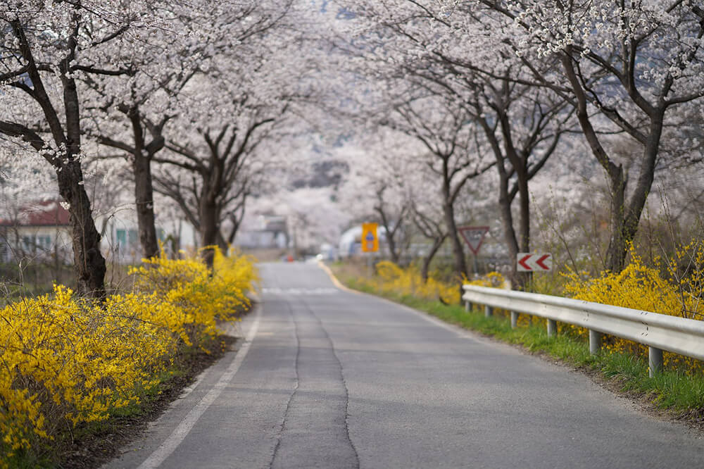 landscaping on roadsides