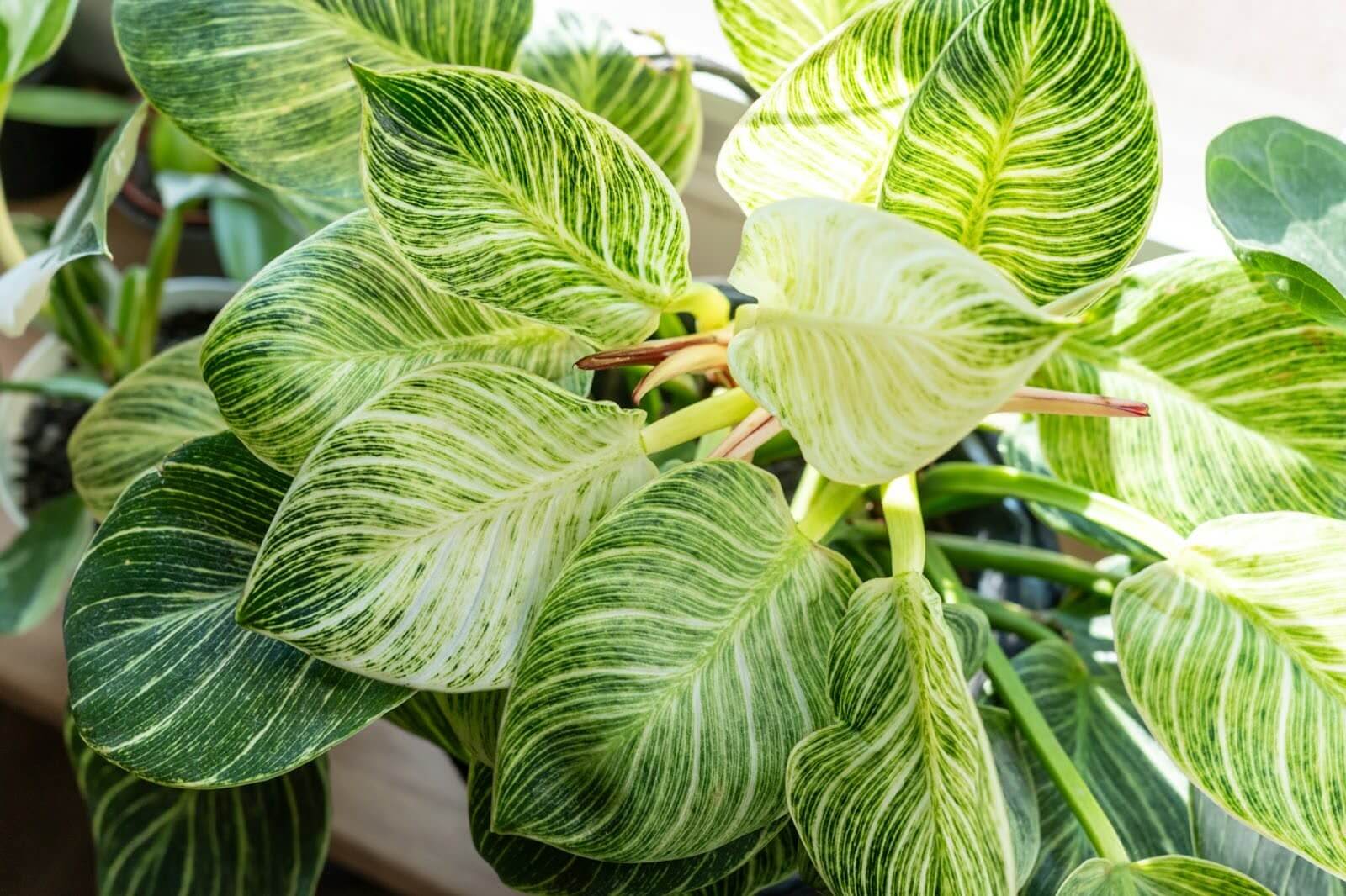 Philodendron plant