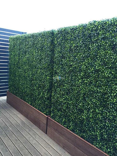 Boxwood in a Planter to Divide Outdoor Spaces