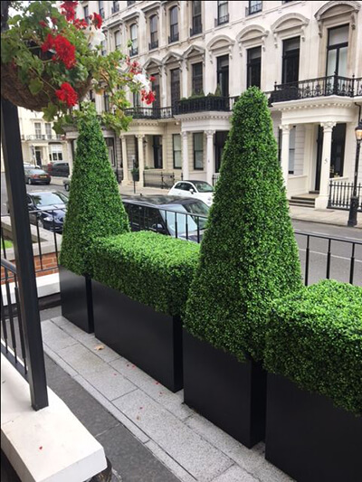 Boxwood in a Planter to Divide Outdoor Space