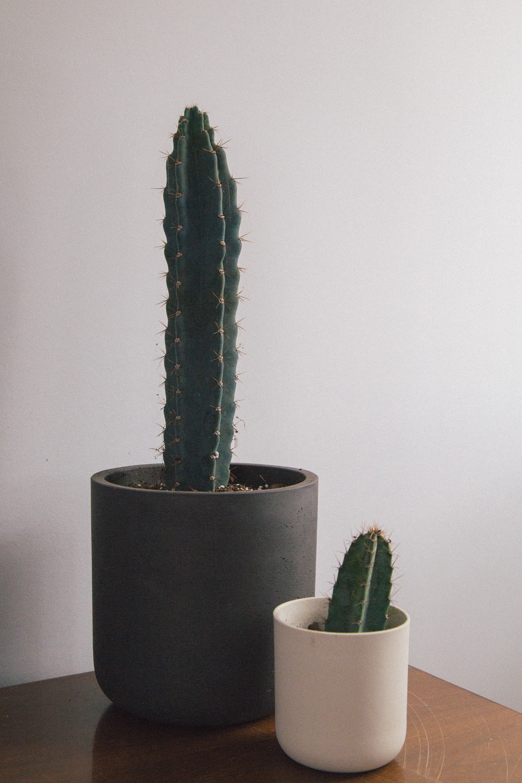 planters with cactus