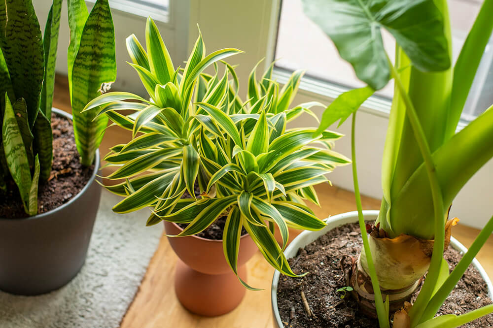 Plants in pots indoors