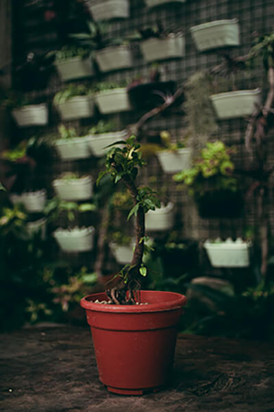 red color plastic planter