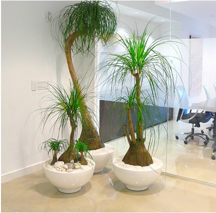 office planters