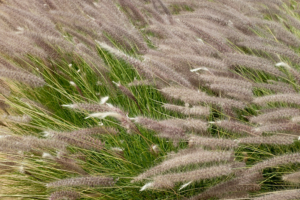 Purple fountain grass (Pennisetum purpureum)