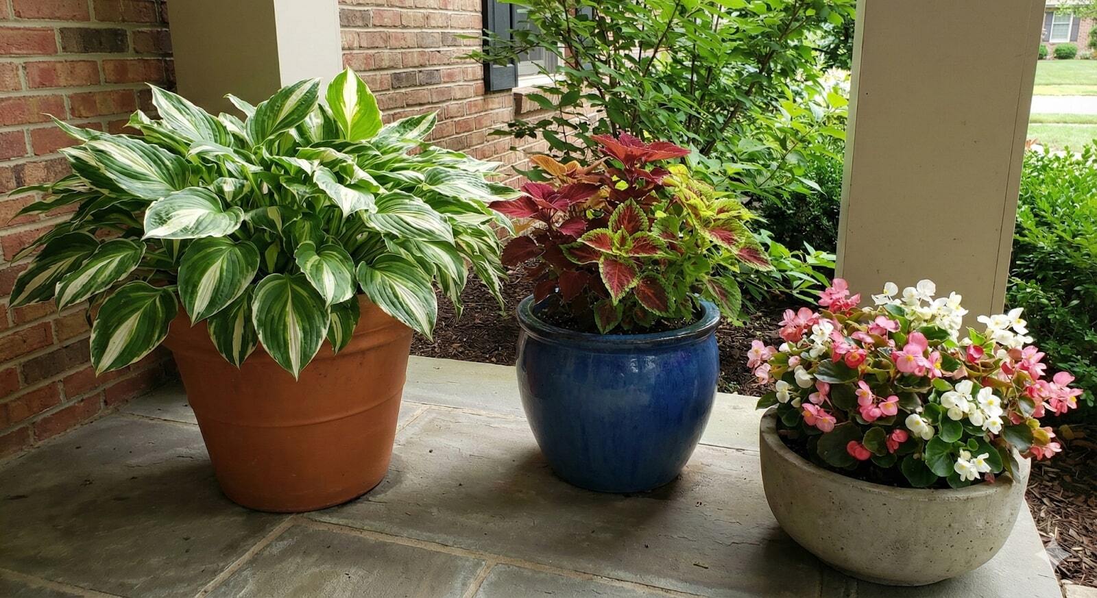 Rectangular planter filled with hostas, ferns, and colorful coleus foliage.